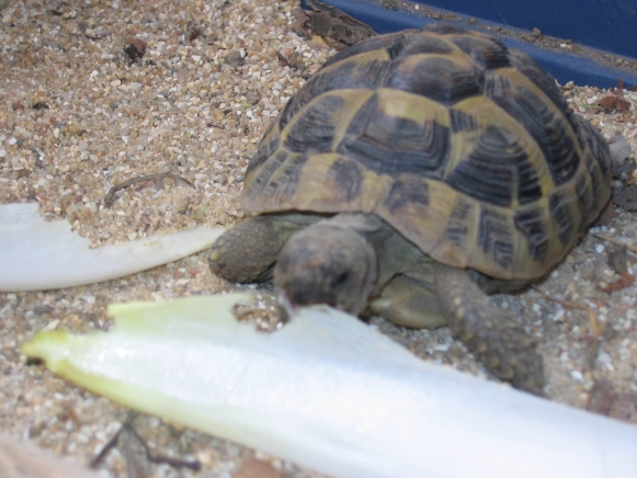 Schildkröte frisst Chikoree