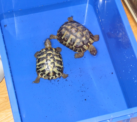 Schildkroetenbadewanne