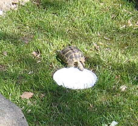 Schildkröte am trinken