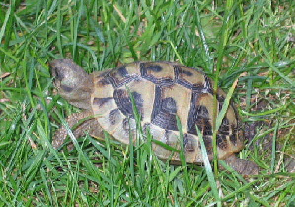 Griechische Landschildkröte